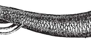 Por que o peixe pulmonado consegue sobreviver fora da água?