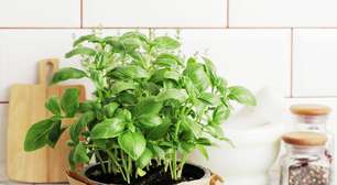 Esta é a maneira correta de cortar as folhas de manjericão para cozinhar sem danificar a planta