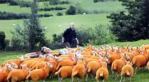 Ovelhas laranja de Cumbria: a cor vira proteção e atração turística