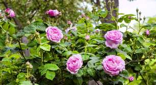 As rosas mais caras do mundo: o segredo milionário da centifólia e da damascena