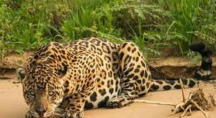 7 diferenças entre o leopardo e a onça-pintada