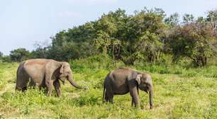 Elefantes têm medo de ratos? Mito ou realidade?