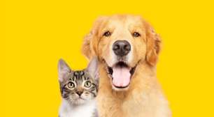 Sonhar com animais: descubra quais são os significados