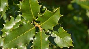 Espinheira-santa: 8 benefícios para a saúde e como usá-la