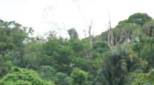 Número impressiona: Paysandu aposta na base como nunca no Parazão