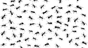 Por que as formigas sempre encontram o doce primeiro?