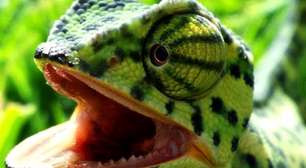 Camaleões impressionam pela incrível capacidade de camuflagem