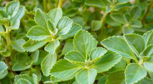 Boldo-do-chile: 7 benefícios para a saúde e dicas de uso diário