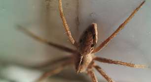 A Aranha do Sol não é uma aranha: entenda o que há por trás desse nome