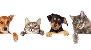 Cães x gatos: quem reconhece humanos pelo cheiro a maior distância?