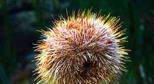 'Coleta de ouriços-do-mar' vira caso policial: veja curiosidades sobre essas maravilhas do oceano