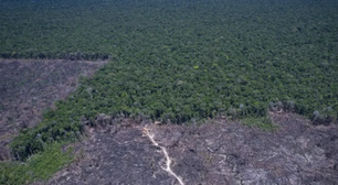 Para ser Net Zero até 2050, Brasil precisa de mais rigor no controle do desmatamento e degradação de biomas