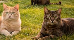 17 de fevereiro é Dia Mundial do Gato, com ações na Europa