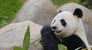 Os 5 maiores zoológicos do mundo e os animais que você precisa conhecer