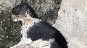 Moradora denuncia envenenamento de animais em Mairinque