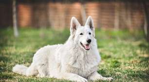 6 raças de cachorro grandes e brancas