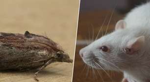 Durante anos, a ciência procurou, sem sucesso, uma alternativa aos ratos de laboratório; até que descobriu as mariposas