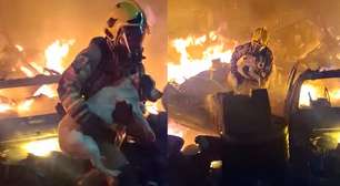 Vídeo mostra o momento em que cadela é salva de incêndio por bombeiros em MG