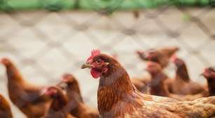 Empresa chilena com quase 70 anos fecha as portas após surto de gripe aviária