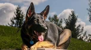 Parece Brasil: por causa da criminalidade, cresce a procura por cães de defesa no Reino Unido