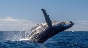 Baleia-jubarte: 7 curiosidades sobre a gigante do oceano
