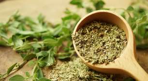 Orégano: benefícios da erva aromática e dicas para cultivar em casa
