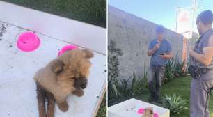 Abandono de filhote com paralisia revolta moradores de São Roque
