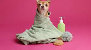 Banho em pets: 4 cuidados para manter a higiene sem prejudicar a saúde