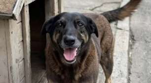 Caso Cão Orelha: peritos não encontraram fraturas provocadas por ação humana, aponta laudo