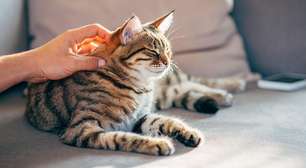 Como gatos podem fornecer chave para cura do câncer em seres humanos