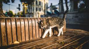 Por que é tão comum um gato ter infecção urinária?