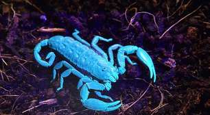 Fenômeno que faz animais 'brilharem' no escuro é mistério para a ciência