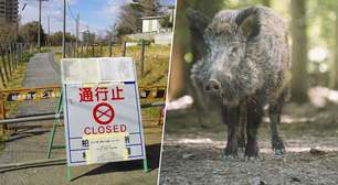 Nova pesquisa surpreende: após o acidente nuclear de Fukushima, os porcos das fazendas fugiram para o mato e começaram a cruzar com javalis
