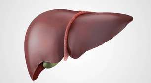 Gordura no fígado: como o problema afeta humanos, cães e gatos