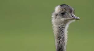 Após 'fuga', população de emas cresce descontroladamente e causa preocupação em cidade da Alemanha