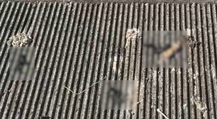 Mulher é presa suspeita de atirar corpos de animais mortos em cima de telhado no RJ