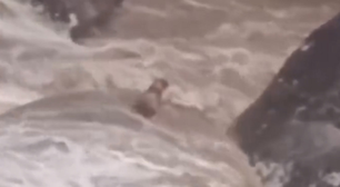 Cachorro cego e surdo é resgatado após ficar ilhado em cachoeira no RJ; veja