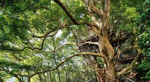 As 10 casas na árvore mais incríveis do mundo