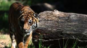 Vírus mata 72 tigres em zoológico na Tailândia