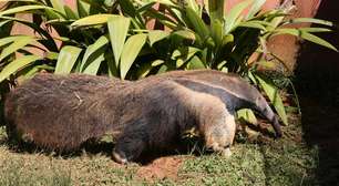Raros e vulneráveis: a luta do tamanduábandeira pela sobrevivência