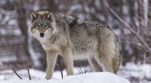 Coiote x lobo: força, astúcia e quem leva vantagem