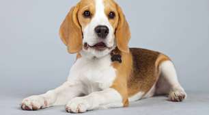 Por que os beagles são os cães mais usados como cobaias?