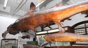 Museus em Santos apresentam curiosidades do oceano