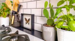 Cinco plantas que ajudam a purificar o ar e a dormir melhor