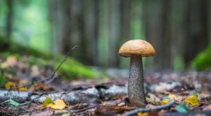 A mineração do futuro pode ser feita por cogumelos