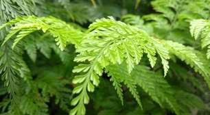 5 plantas fáceis de cuidar para ter em casa e deixar o ambiente mais verde