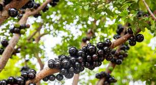 Jabuticaba: 7 benefícios da fruta para a saúde e como cultivá-la