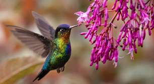 O que significa a visita de um beija-flor, segundo a espiritualidade?