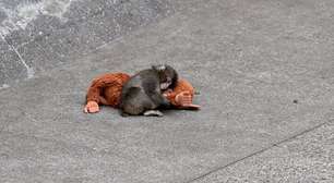 O que a história do macaco Punch nos ensina sobre a teoria do apego