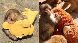 Punch não é o único: quem é a outra macaquinha, rejeitada pela mãe, que viveu no mesmo zoológico